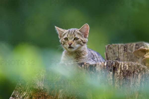 A young cat looks out curiously from behind a tree stump surrounded by greenery, European wildcat