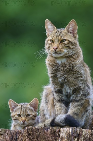 Adult cat sitting proudly on a tree stump, with a kitten near it, green leaves in the background,