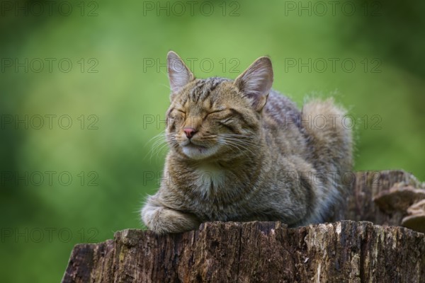 A wild cat sleeps peacefully on a tree stump while the sun shines through the green leaves,