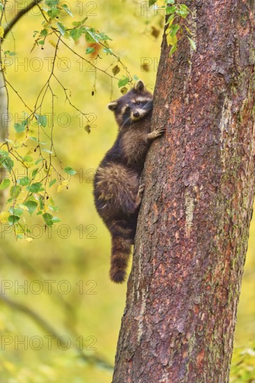 A raccoon climbs up a tree surrounded by autumn leaves, raccoon (Procyon lotor), autumn, Germany