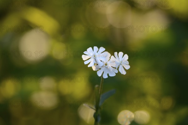 Leimkraut (Silene alba), Lower Rhine, North Rhine-Westphalia, Germany
