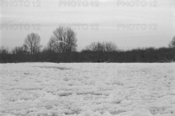Frozen Elbe, swan flying over ice rink, Bleckede, Lower Saxony, Germany, January 03, 1997, vintage,