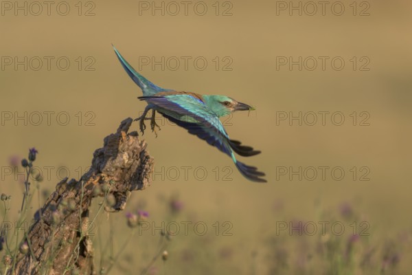 Blue racke (Coracias garrulus), starting from sitting room in a flower meadow, Kiskunság National