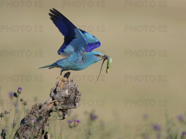 Blue racquet (Coracias garrulus), starting from sitting room in a flower meadow with captured sand
