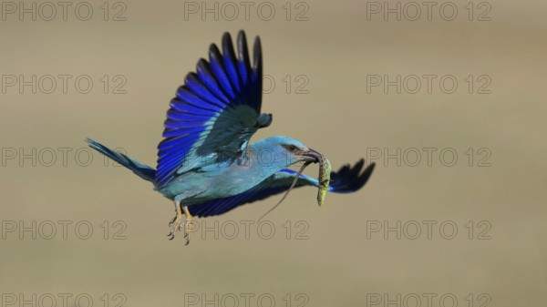 Blue racke (Coracias garrulus), flying with captured sand lizard (Lacerta agilis), in its beak,