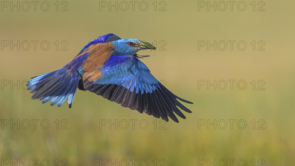 Blue racke (Coracias garrulus), flying in a meadow landscape with an insect in its beak, Kiskunság