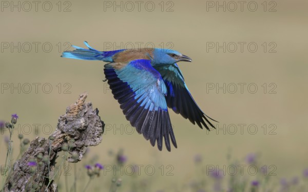 Blue racke (Coracias garrulus), starting from sitting room in a flower meadow with insect in its