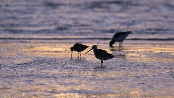 Pod-tailed woodcock (Limosa lapponica) in backlight on the beach, Texel, North Holland, the