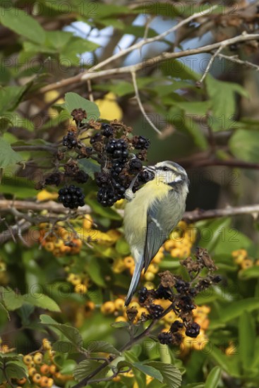 Blue tit (Cyanistes caeruleus) adult bird in a hedgerow feeding on blackberries in summer, England,