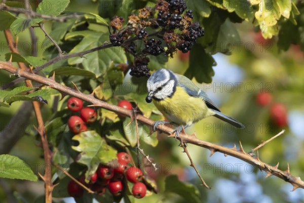 Blue tit (Cyanistes caeruleus) adult bird in a hedgerow feeding on blackberries in summer, England,