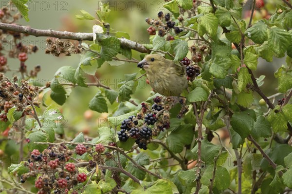 European greenfinch (Chloris chloris) adult bird in a hedgerow feeding on blackberries in summer,