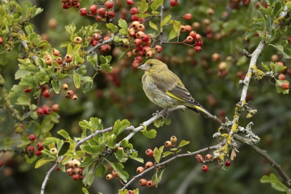 European greenfinch (Chloris chloris) adult bird in a Hawthorn hedgerow with red berries in summer,
