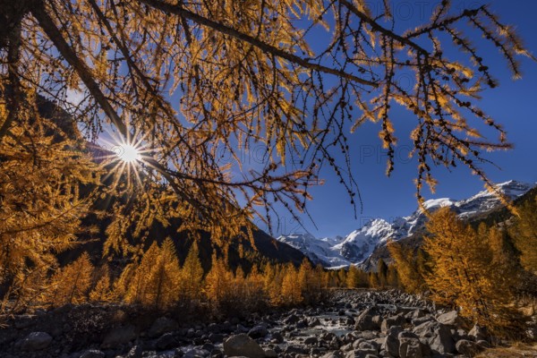 River, larch forest, autumn color, autumn, mountains, glaciers, morning light, Morteratsch Valley,