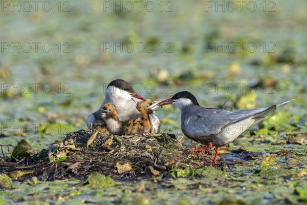White-bearded terns (Childonias hybride) feeding with young birds on their nest, Danube Delta,