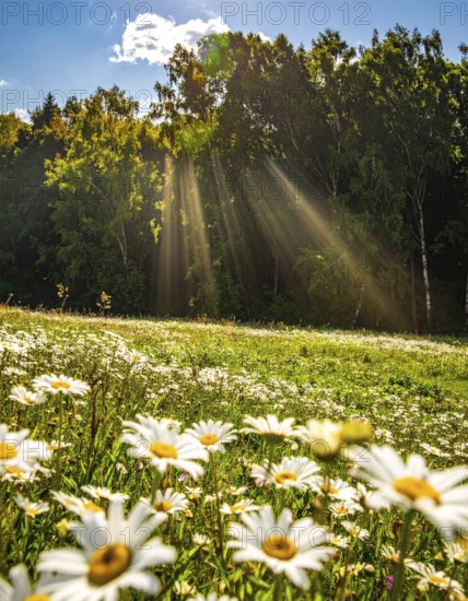 A sunlit meadow with daisies against a forest backdrop under a blue sky, Late summer country