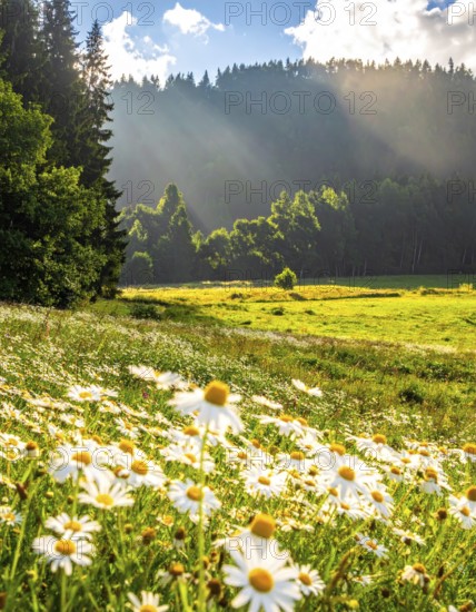 A sunlit meadow with daisies against a forest backdrop under a blue sky, Late summer country
