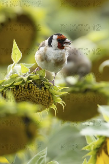 European goldfinch (Carduelis carduelis) adult bird feeding on a sunflower seed in a field of