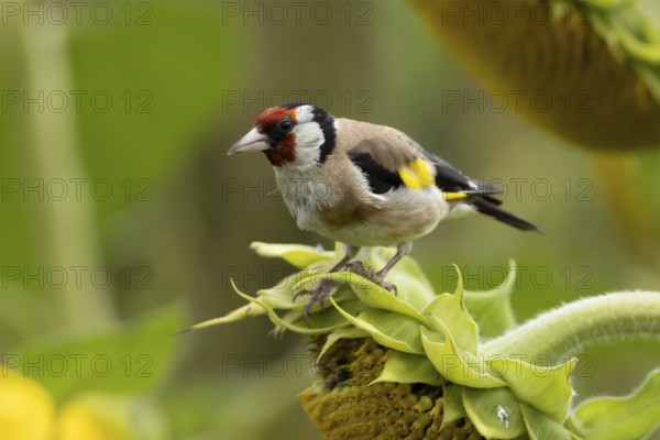 European goldfinch (Carduelis carduelis) adult bird on a sunflower seedhead in a field of