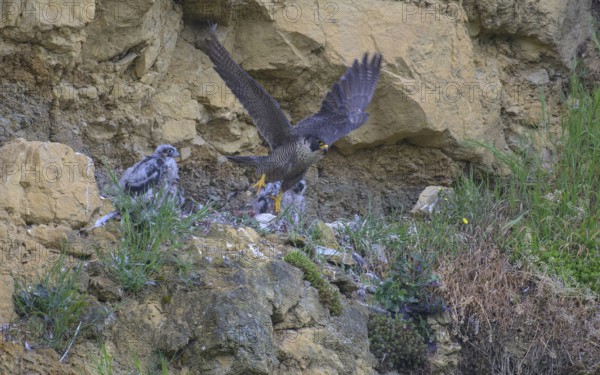 Peregrine falcon (Falco peregrinus), adult female taking off from Felsenhorst after feeding