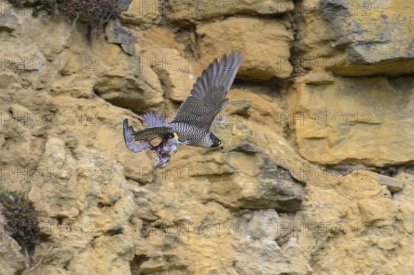 Peregrine falcon (Falco peregrinus), adult female flying with prey in front of picturesque rocky