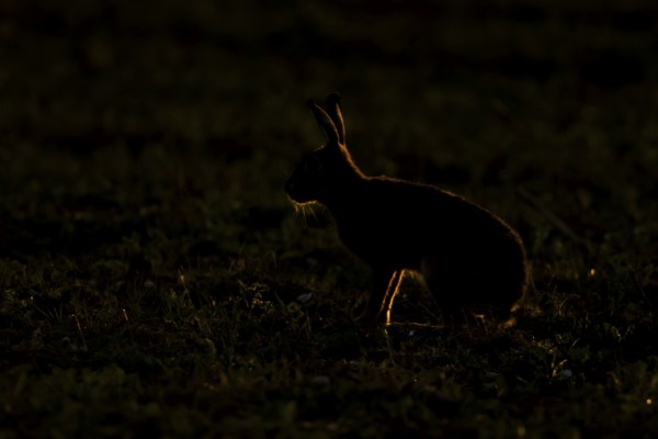 European brown hare (Lepus europaeus) adult animal backlit in a farmland field in summer, England,