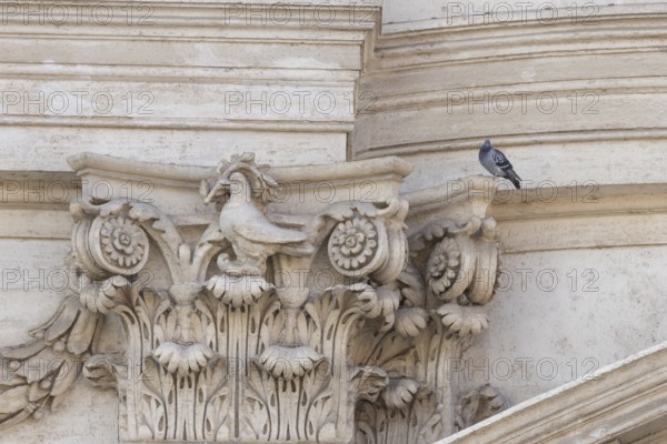 Feral dove (Columba livia) adult bird on a building with a peace dove bird sculture in the city of