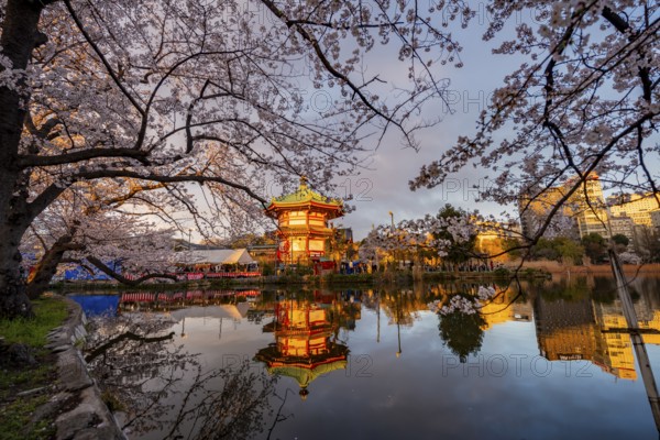 Shinobazunoike Bentendo temple reflected in lake at sunset, Shinobazu pond, lakeside cherry blossom