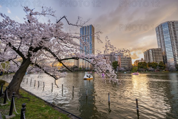 Paddleboats in lake at sunset, Shinobazu pond, lakeside cherry blossoms in spring, Hanami Festival,