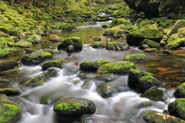 Stream, stones, mixed forest, autumn, Wildbachklamm Buchberger Leite, Bavarian Forest National