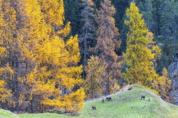 Chamois (Rupicapra rupicapra) in front of yellow larches (Larix), autumn, Zernez, Engadin,