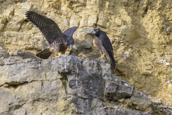 Peregrine falcon (Falco peregrinus), Peregrine falcon, young birds resting in a rock face,