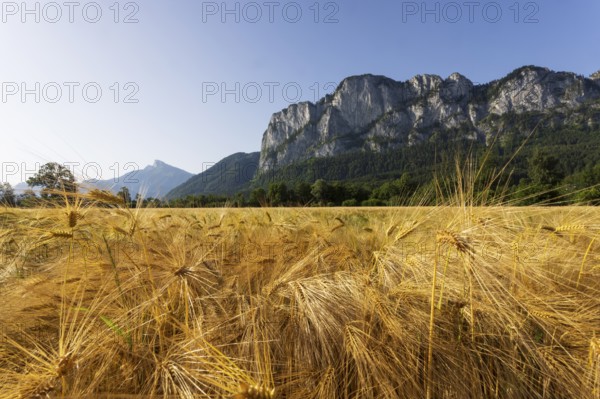 Agricultural Landscape, Hordeum Vulgare, Barley Field with Drachenwand and Schafberg, Mondsee,