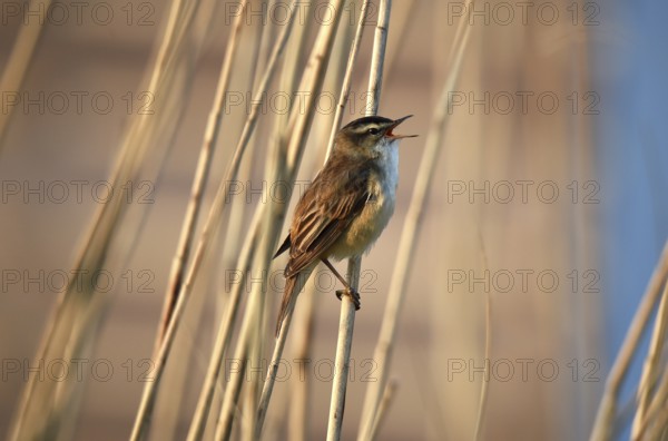 Reed warbler, (Acrocephalus schoenobaenus) singing in reeds, Schleswig-Holstein, Germany