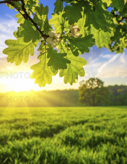 A serene landscape featuring a large tree by a stream at sunset with vibrant green grass and