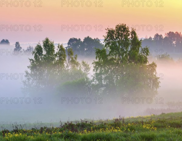 A misty field at sunrise with soft light illuminating trees and greenery, creating a serene