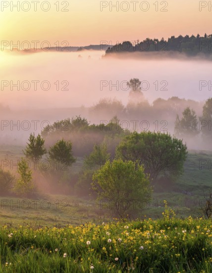 A misty field at sunrise with soft light illuminating trees and greenery, creating a serene