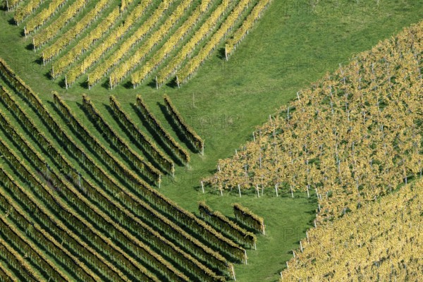 Typical landscape in autumn with vineyards, South Styrian hills, South Styrian wine route, Styria,