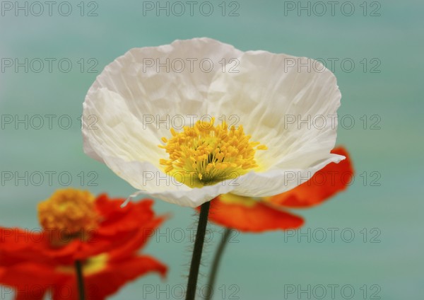 Icelandic poppy (Papaver nudicaule), flowers in the studio, painted background, North