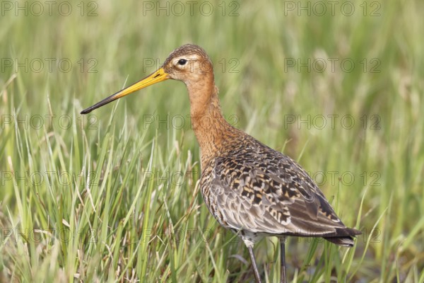 Blacktail (Limosa limosa) runs on the shore of a lake in a moor, snipe birds, wildlife, nature
