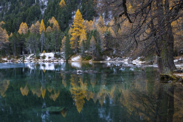 Lake Palpougna, mountain lake, mixed forest with larch (Larix) in autumn colors, snow, autumn,