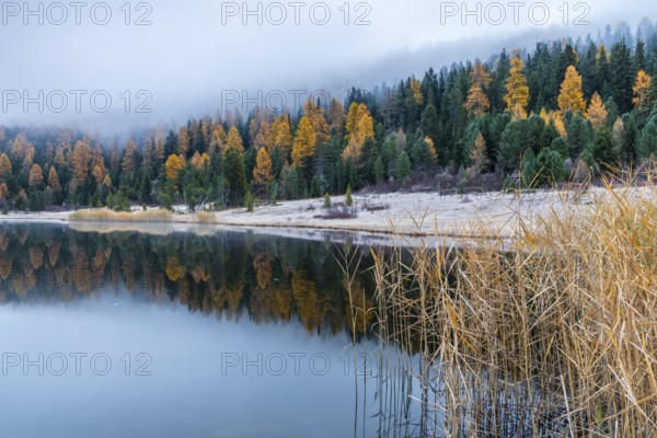 Lake Staz, mountain lake, mixed forest with larch (Larix) in autumn, common reeds (Phragmites