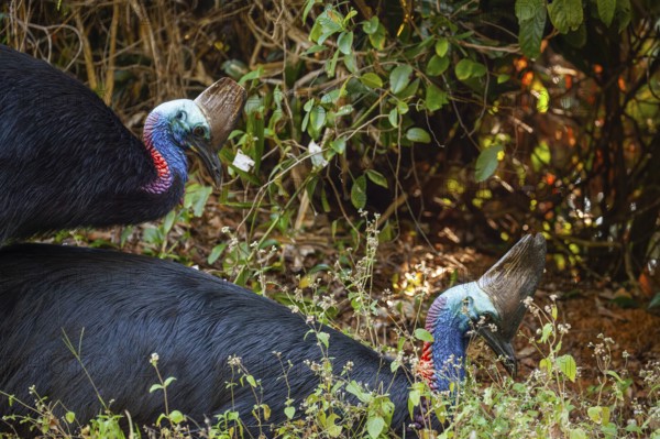 Mating behavior of helmet cassowaries in the Queensland rainforest Australia