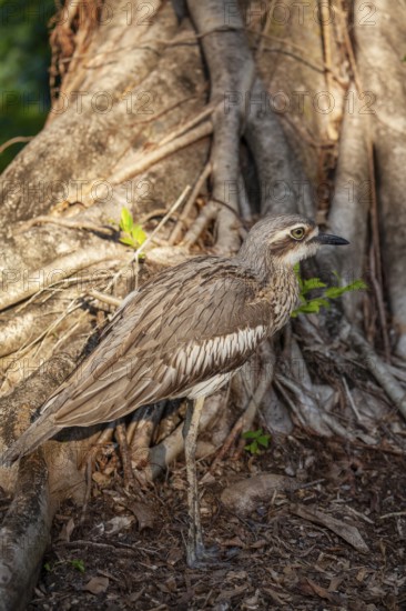 Long-tailed weet Burhinus grallarius in the forest, Queensland Australia