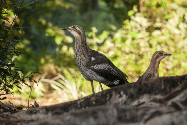 Long-tailed weet Burhinus grallarius in the forest, Queensland Australia