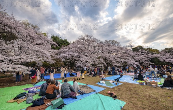 Japanese people picnicking under cherry blossoms in Yoyogi Park, Hanami Festival, Shibuya District,