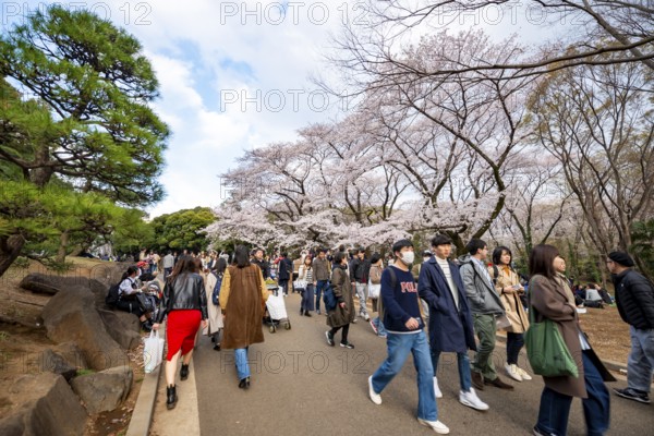Visitors walking through the park under cherry blossoms, Yoyogi Park, Hanami Festival, Shibuya