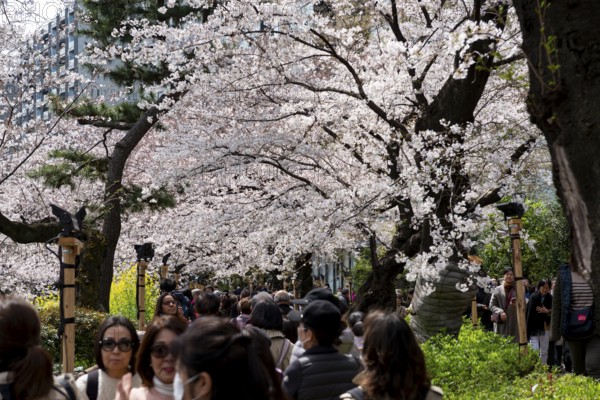 People walking under blooming cherry trees, Japanese cherry blossoms in spring, Hanami Festival,