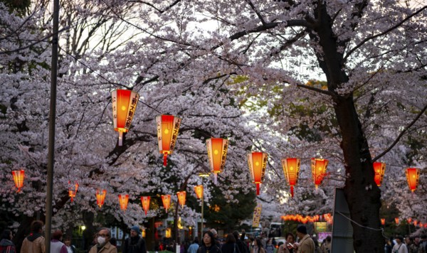 Blooming cherry trees and illuminated lanterns with Japanese writing in the evening, Hanami