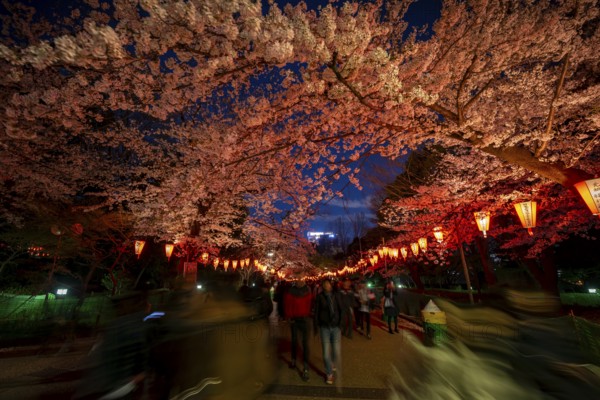People walking through the park, blooming cherry trees and illuminated lanterns with Japanese
