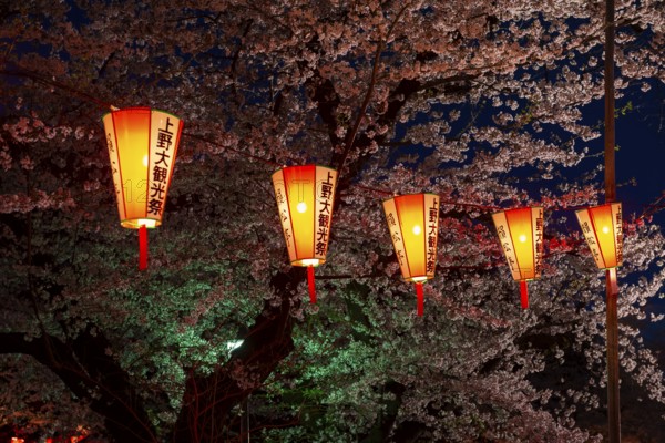 Blooming cherry trees and illuminated lanterns with Japanese lettering in the evening, blue hour,